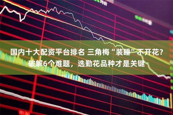 国内十大配资平台排名 三角梅“装睡”不开花？破解6个难题，选勤花品种才是关键